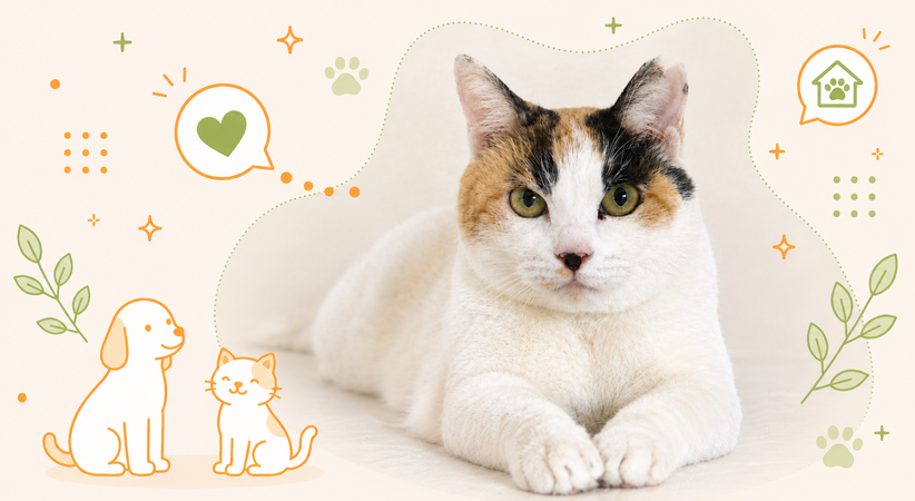 はじめての里親募集がはじまりました